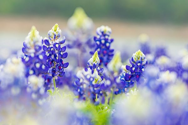 Wilson, Emily M. 아티스트의 Spicewood-Texas-USA-Bluebonnet wildflowers in the Texas Hill Country작품입니다.